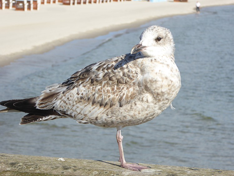 Strand und Meer