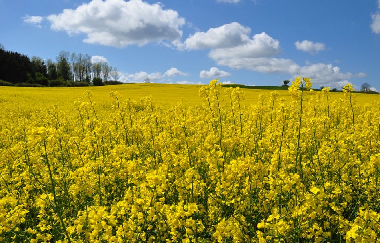 Zauberhaftes Rügen